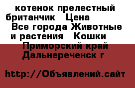 котенок прелестный британчик › Цена ­ 12 000 - Все города Животные и растения » Кошки   . Приморский край,Дальнереченск г.